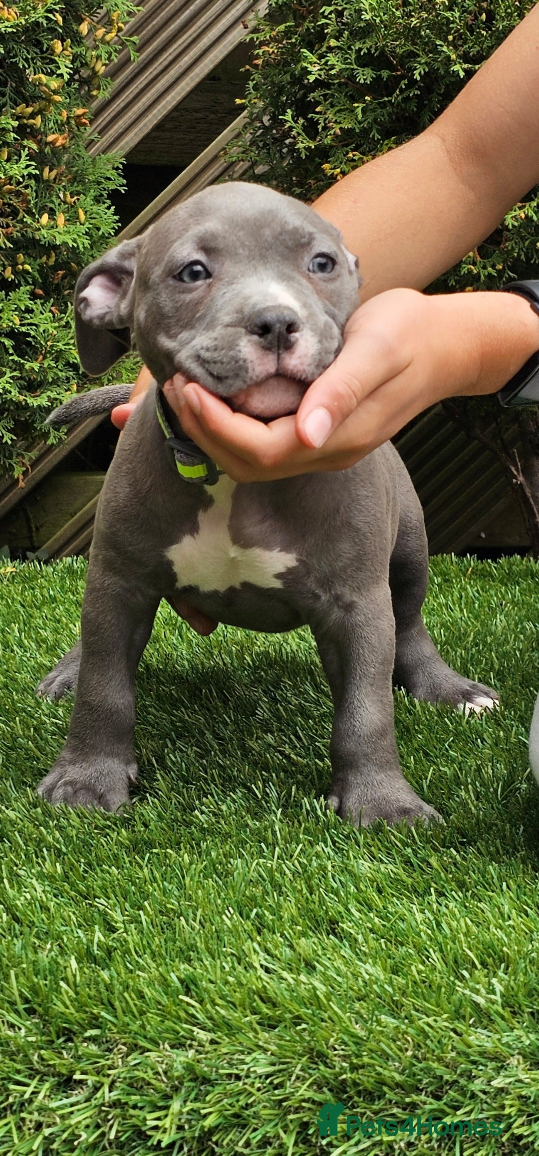 American Bully dogs for sale: 9 week old pocket bully pups, well known bloodline - Image 4