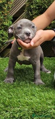 American Bully Puppy 3