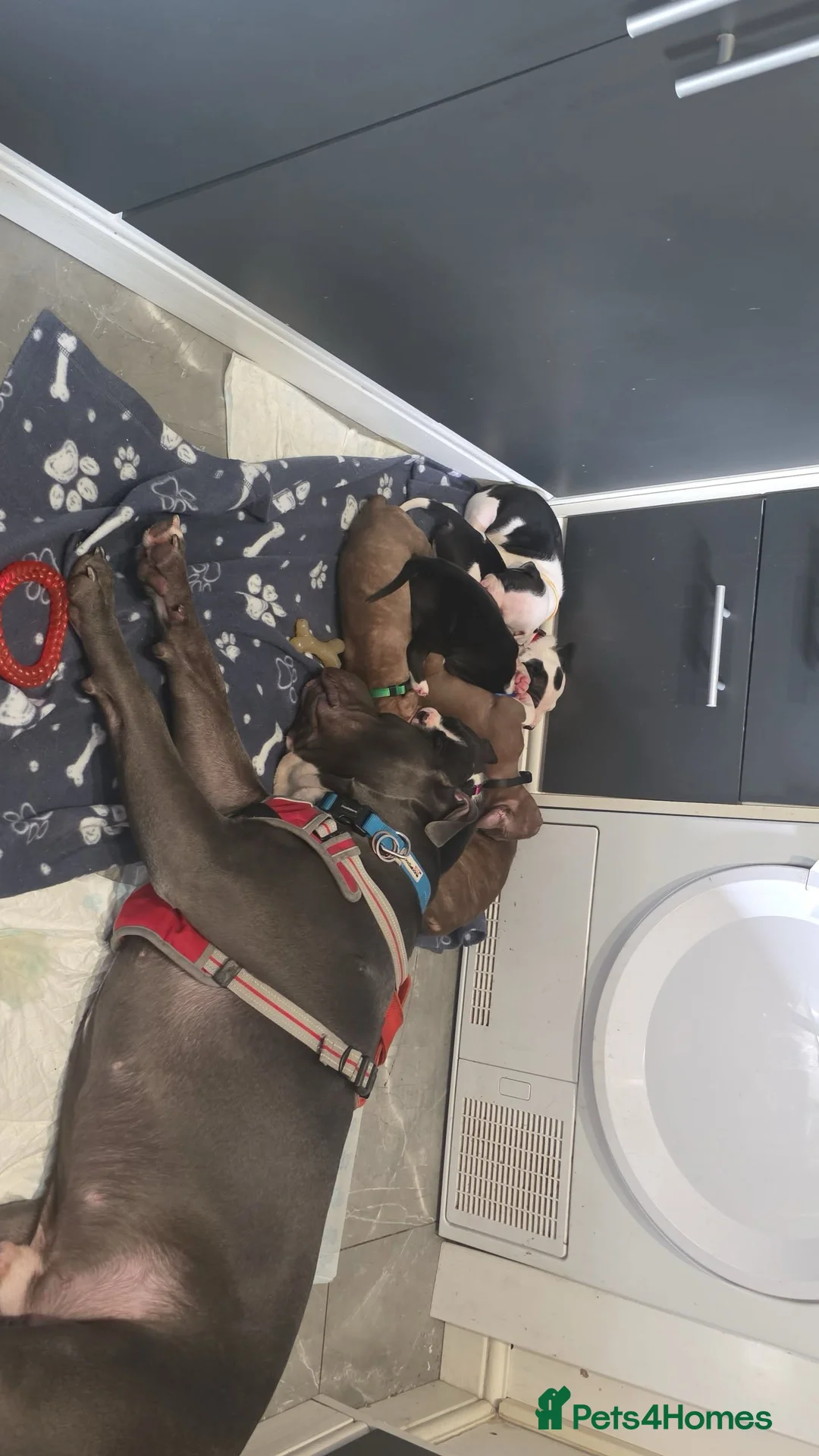 Mixed Breed dogs for sale:  Bully puppies  in Coventry - Advert 2