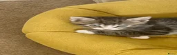 Mixed Breed cats for sale: Gorgeous tabby/black and white kittens  in Anstruther - Advert 6