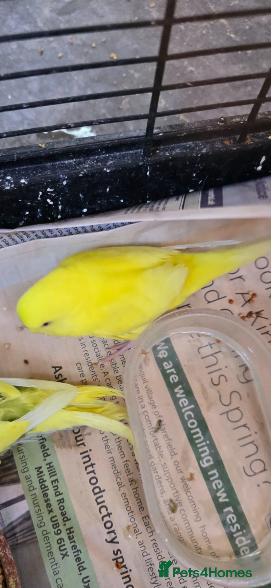 Budgerigars birds for sale: Baby budgies  - Advert 2