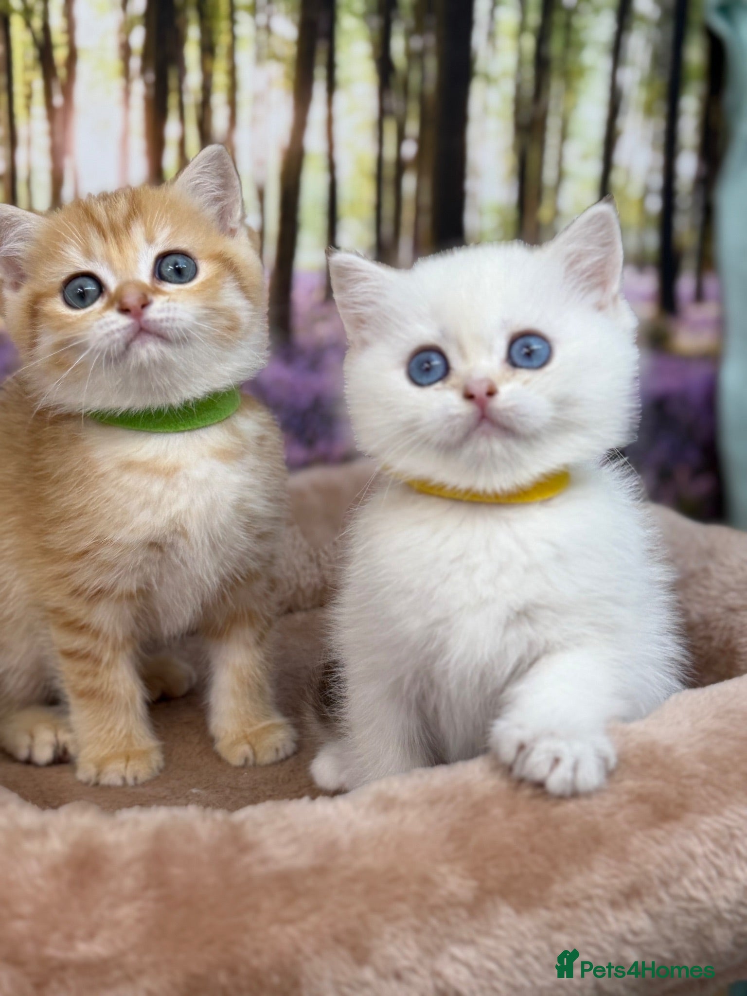 British Shorthair cats British shorthair golden kittens TICA - Advert 6
