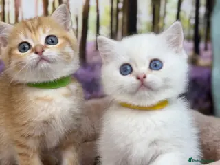 British Shorthair cats British shorthair golden kittens TICA - Advert 2