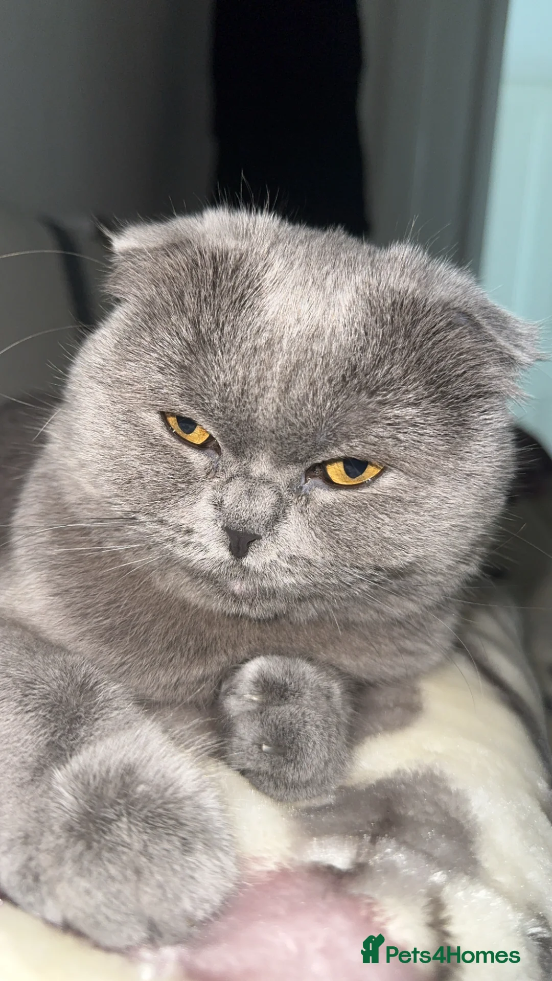 Scottish Fold cats for sale: Looking for a new home for Thomas - Advert 1
