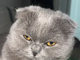 Scottish Fold cats Looking for a new home for Thomas - Advert 2