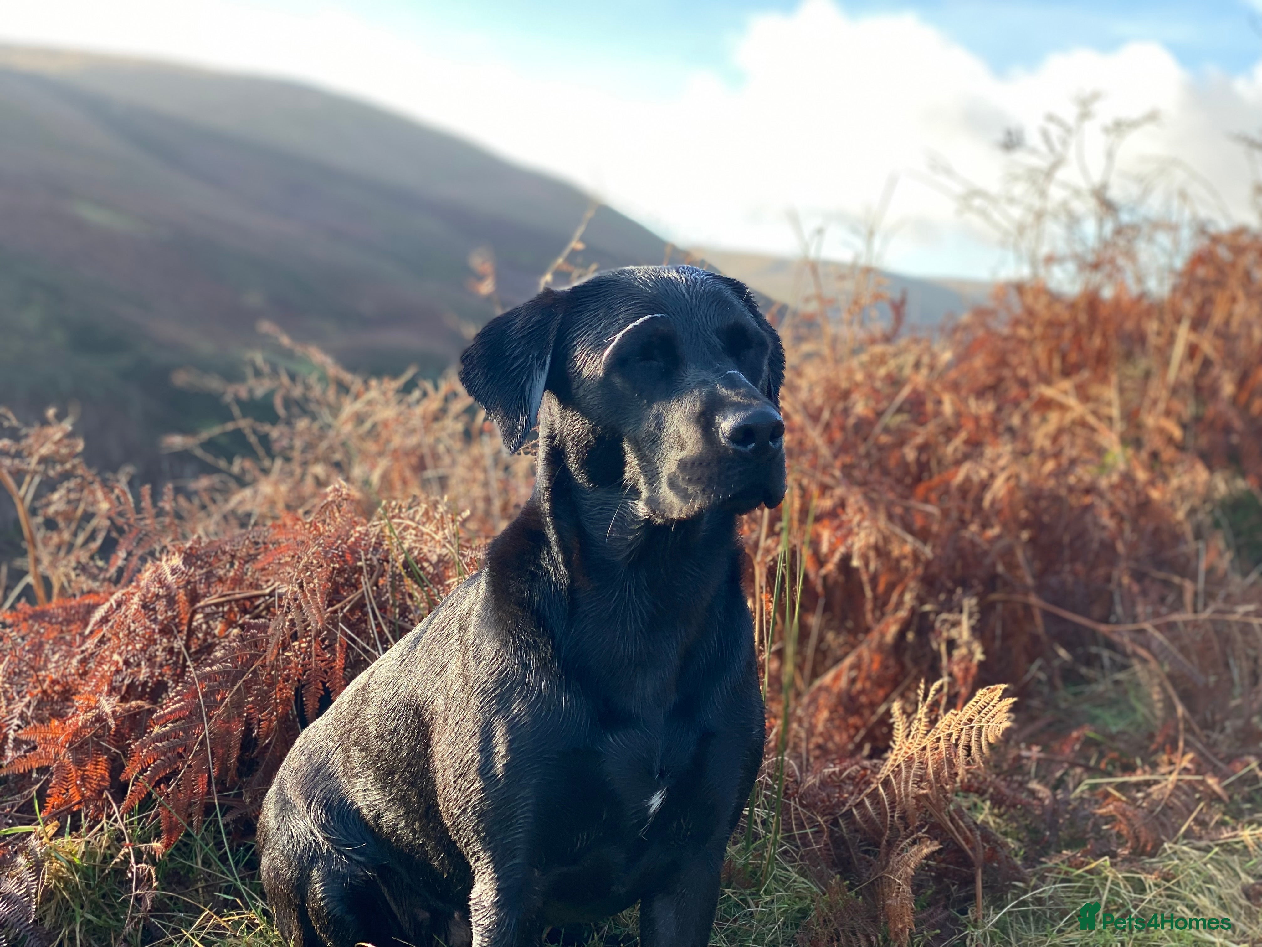 Labrador Retriever dogs Labrador Puppies - 1 Male & 3 Females Available - Advert 7