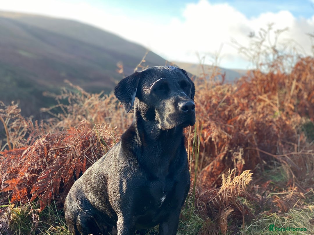 Labrador Retriever dogs for sale: Labrador Puppies - 1 Male & 3 Females Available - Advert 1