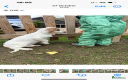 Cocker Spaniel dogs for sale: Working cocker spaniel puppies  - Image 10