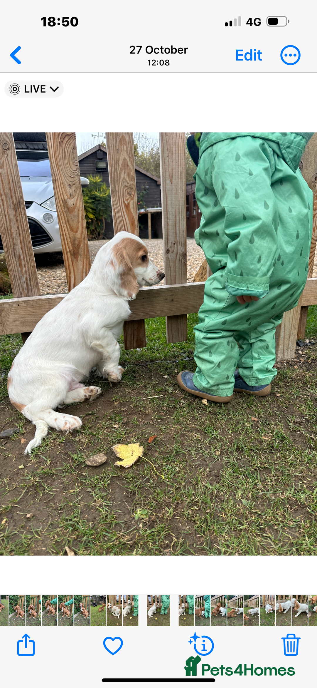 Cocker Spaniel dogs for sale: Working cocker spaniel puppies  - Image 10