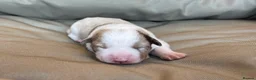 Border Collie dogs for sale: 🐾OUTSTANDING *UNIQUE* BORDER COLLIE PUPPIES🐾 - Advert 5