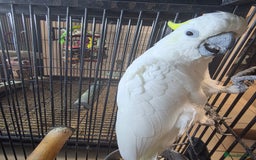 Cockatoo birds for sale: Sulphur crested cockatoo  - Image 2