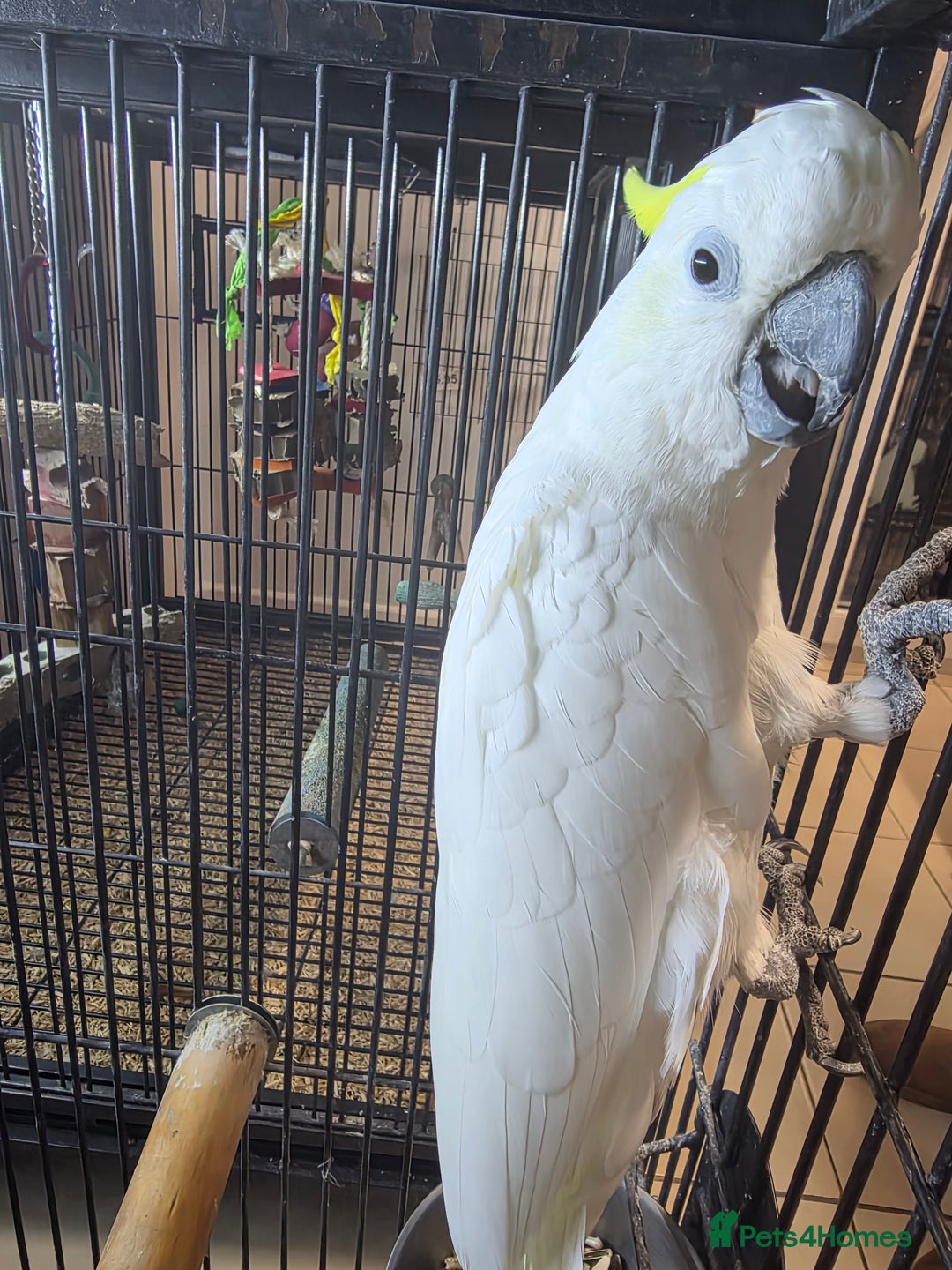 Cockatoo birds for sale: Sulphur crested cockatoo  - Image 2