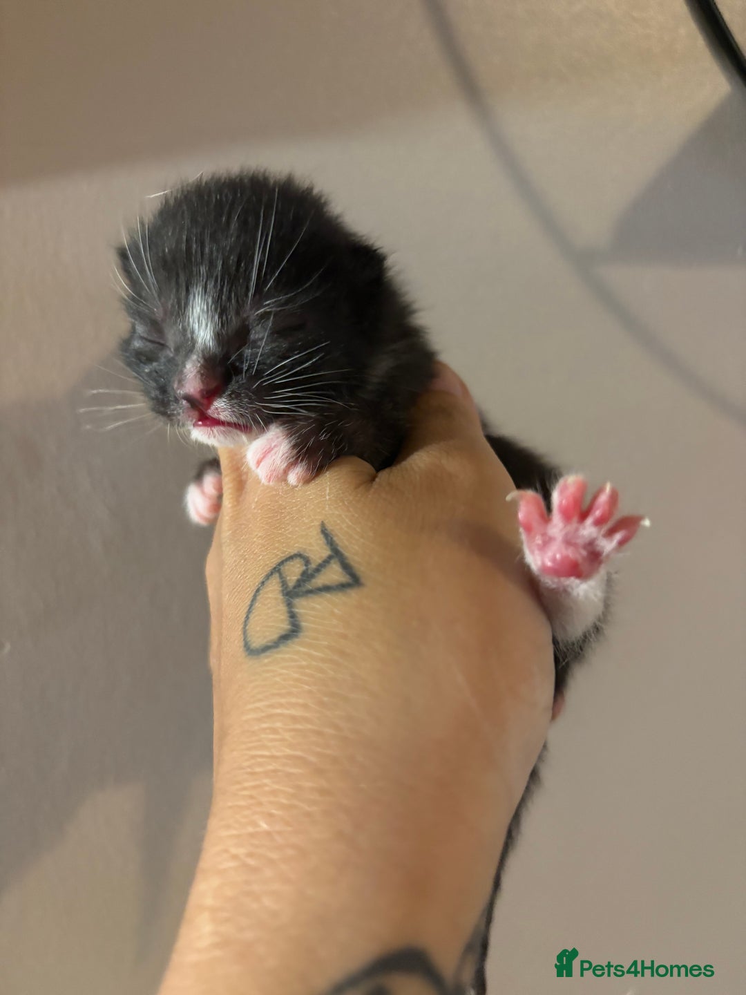 Mixed Breed cats for sale: Mixed kittens Bsh x Persian  - Image 3