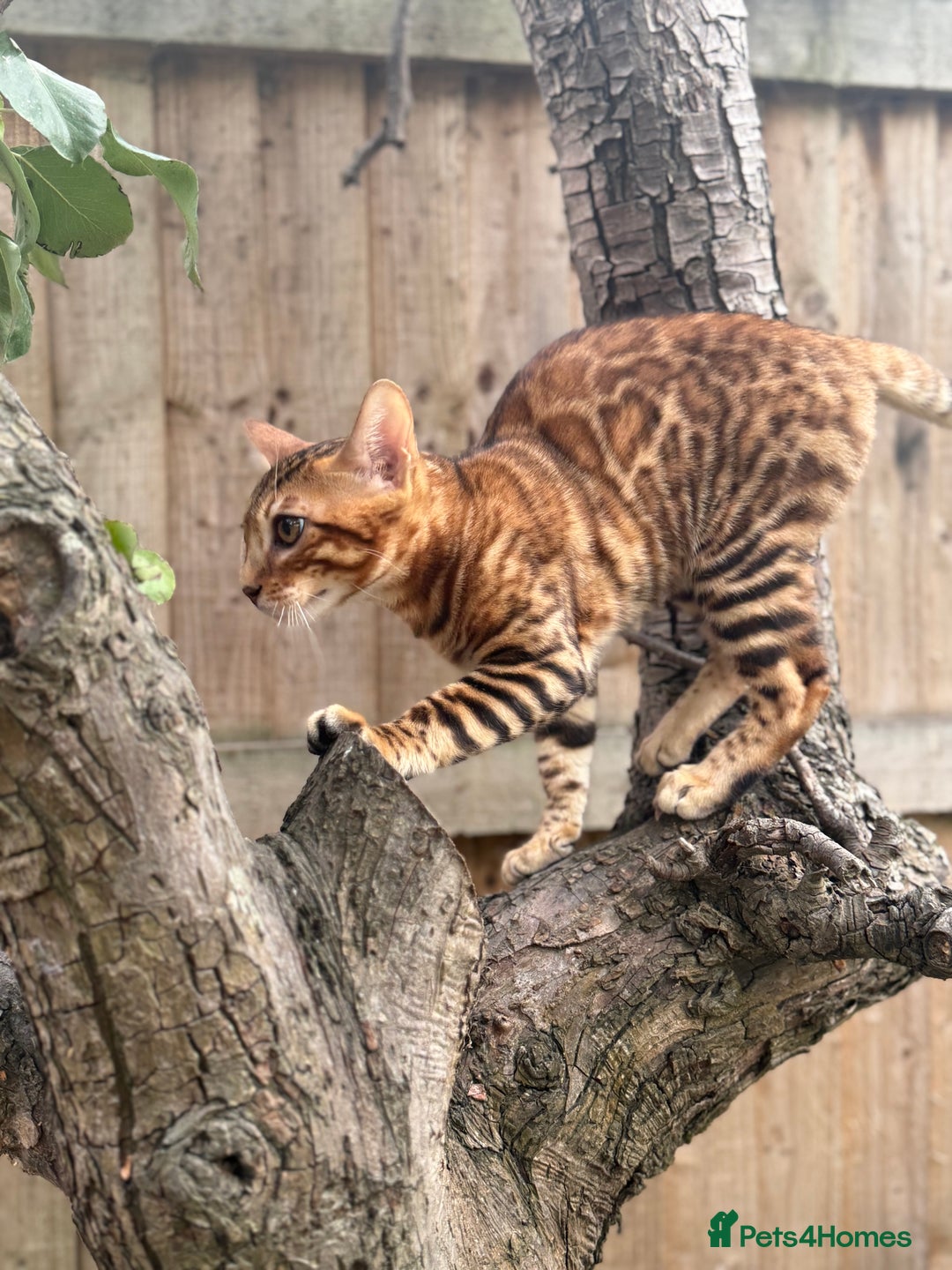 Bengal cats for sale: Female bengal - Image 4