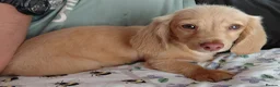 Miniature Dachshund dogs for sale: ✨️Longhaired Cream Male toy miniature Dachshund✨️ - Advert 5