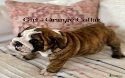 English Bulldog dogs for sale: READY NOW! vaccinated microchipped KC Bulldog pups in Rochford - Image 21