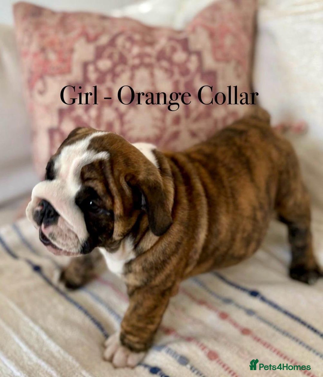 English Bulldog dogs for sale: READY NOW! vaccinated microchipped KC Bulldog pups in Rochford - Image 21