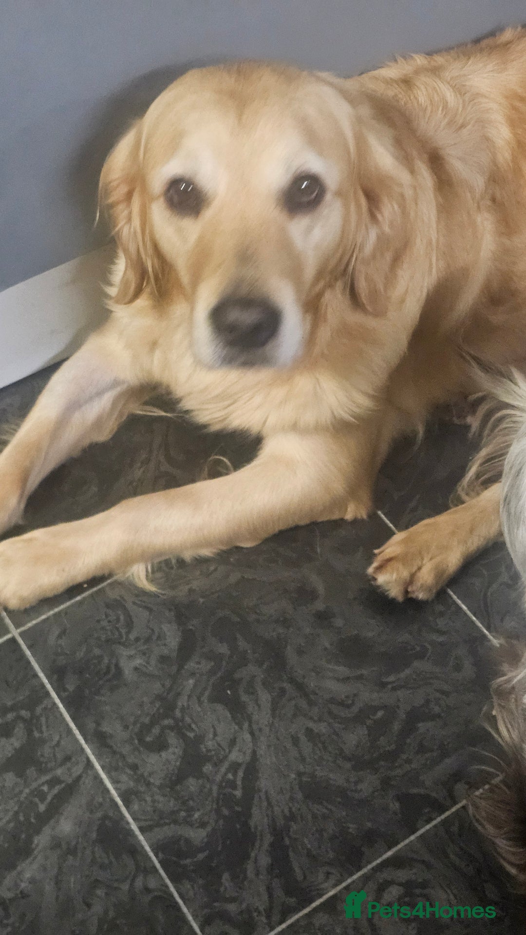 Golden Retriever dogs for sale: Forthcoming long awaited litter - Advert 1