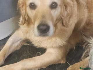 Golden Retriever dogs Forthcoming long awaited litter - Advert 16