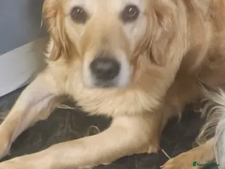 Golden Retriever dogs Forthcoming long awaited litter - Advert 6