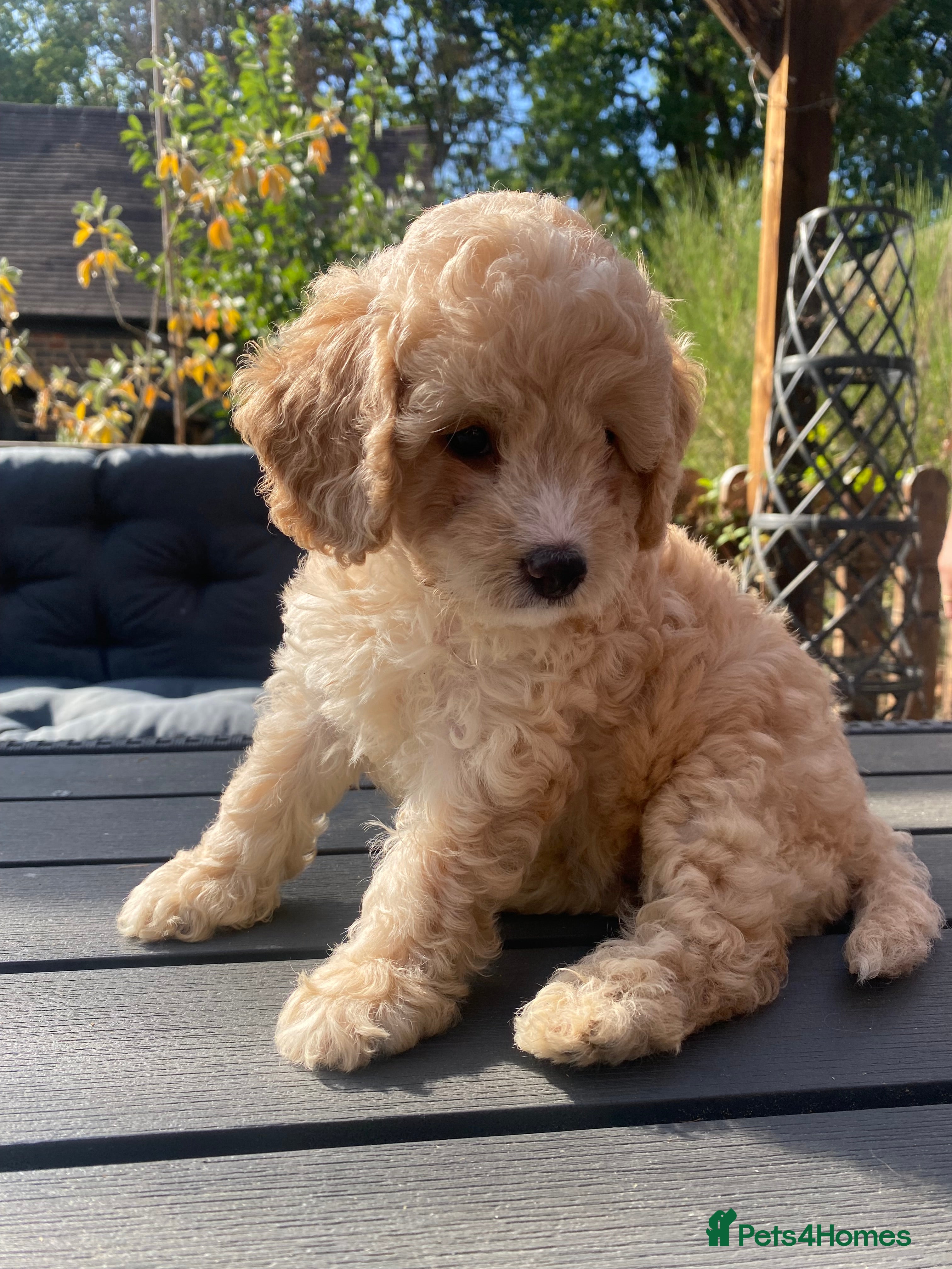 Cockapoo dogs Stunning F1b cockapoo 5 female 1 male - Advert 2