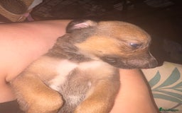 Mixed Breed dogs for sale: Lurcher x German Shepard puppies forsale - Image 21