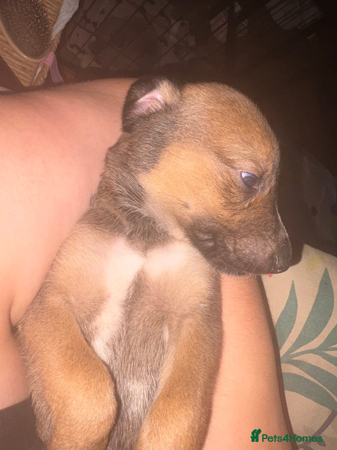 Mixed Breed dogs for sale: Lurcher x German Shepard puppies forsale - Image 21
