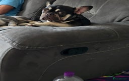French Bulldog dogs for sale: Female French null dog - Image 3