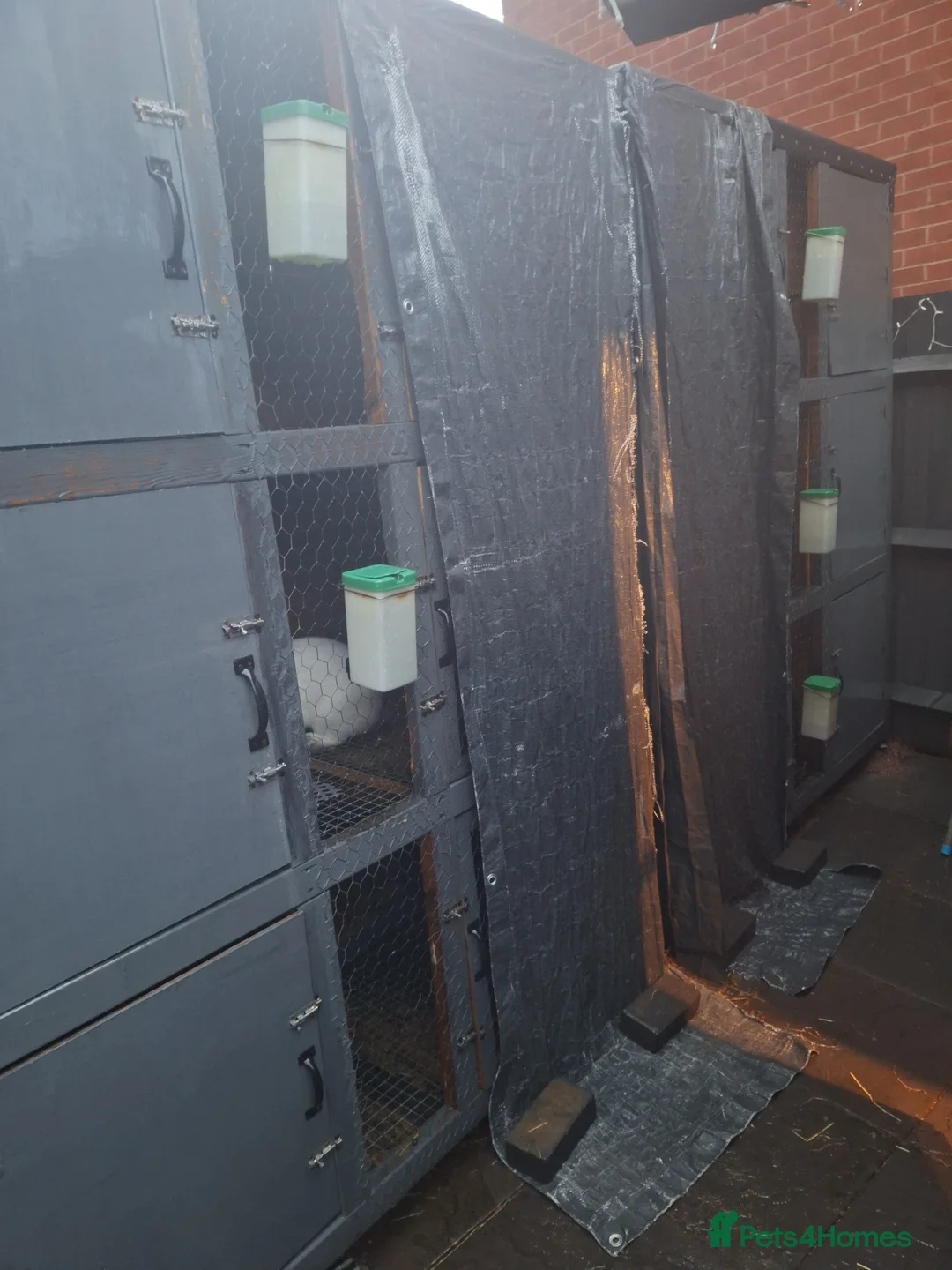 Mixed Breed rabbits for sale: New Zealand cross Californian rabbits Colony - Advert 25