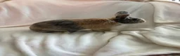 Harlequin rabbits for sale: English spot buck & harlequins  - Advert 6