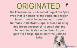 Pomeranian dogs for sale: 💛WAITING LIST NOW OPEN💛 - Image 8