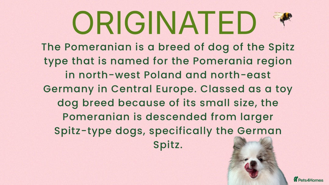 Pomeranian dogs for sale: 💛WAITING LIST NOW OPEN💛 - Image 8