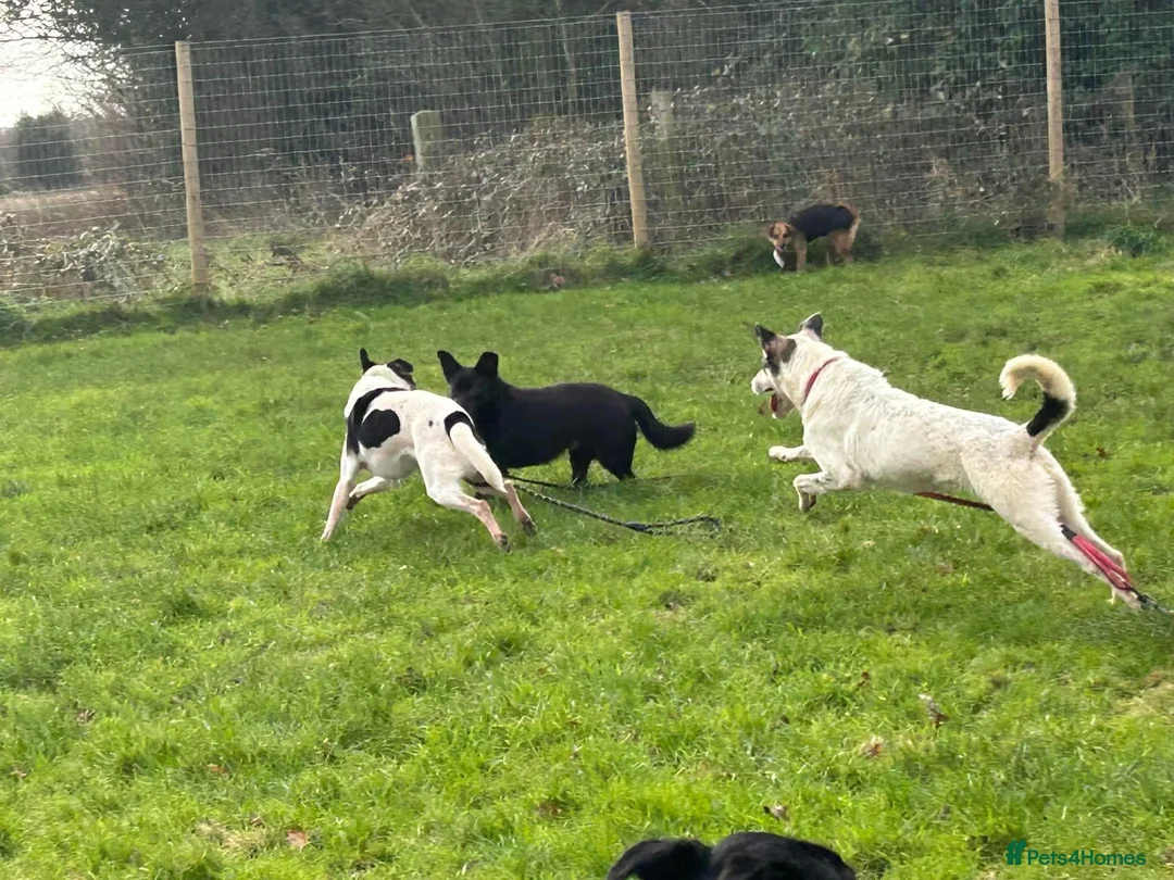 Mixed Breed dogs for adoption: Kimba - Norwich Norfolk  in Norwich - Advert 6