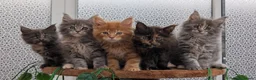 Maine Coon cats for sale: Adorable Maine coon kittens  - Advert 17