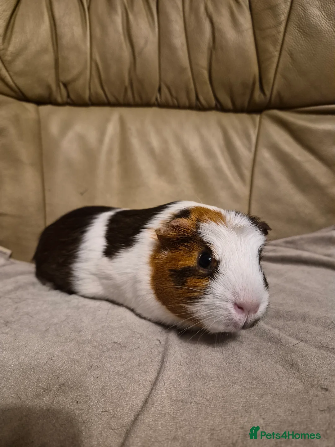 Guinea Pig rodents for sale: 3 Adorable Female Guinea Pigs - Advert 5