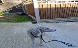 Mixed Breed dogs for sale: Bedlington x whippet Lurcher pups - Image 6