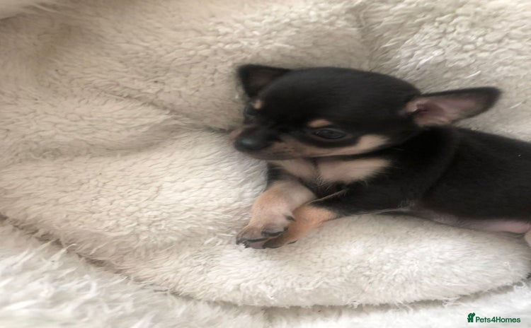 Chihuahua dogs - Advert 7