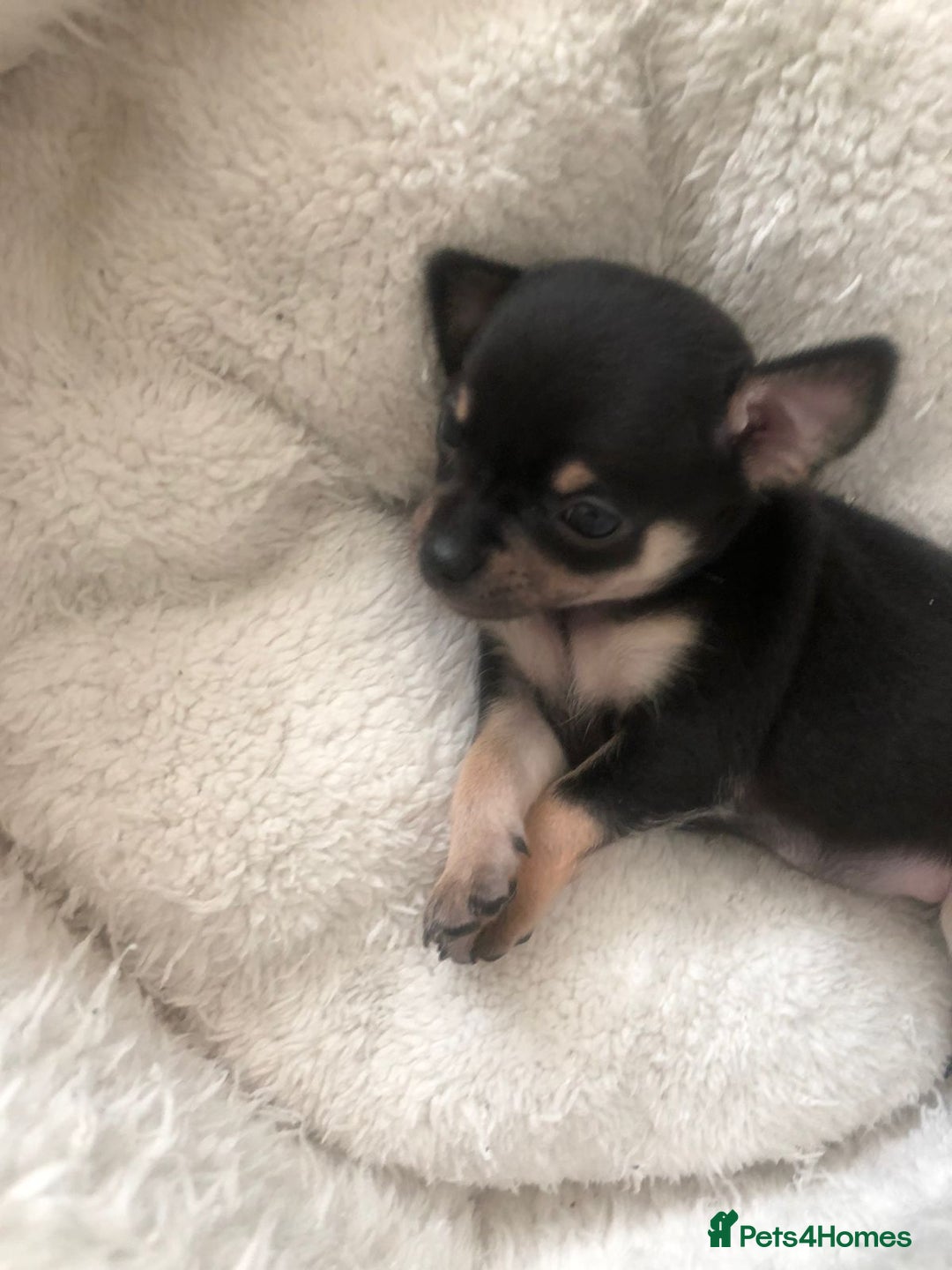 Chihuahua dogs for sale: Adorable black and tan chihuahua puppies  - Image 1