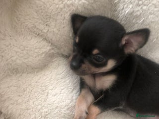 Chihuahua dogs - Advert 13