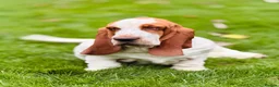 Basset Hound dogs for sale: Basset hound amazing couple  - Advert 8