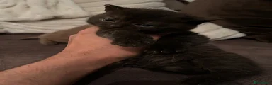 Scottish Fold 3