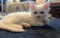 Mixed Breed cats for sale: 3 beautiful kittens available  - Advert 14
