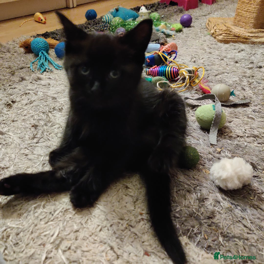 Domestic Shorthair cats for sale: Przecudowne dziewczynki - Advert 6