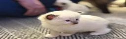 Ragdoll cats for sale: 5 ragdoll kittens  - Advert 17
