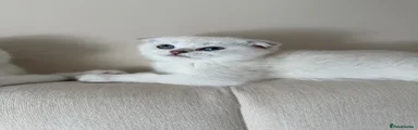 Scottish Fold 2