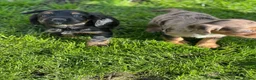 Cocker Spaniel dogs for sale: **MERLE** cocker spaniel puppies READY TO GO!!  - Advert 9
