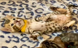 Bengal cats for sale: ⭐️ 1 LEFT!! - STUNNING TICA REG BENGAL CUBS ⭐️ - Image 14