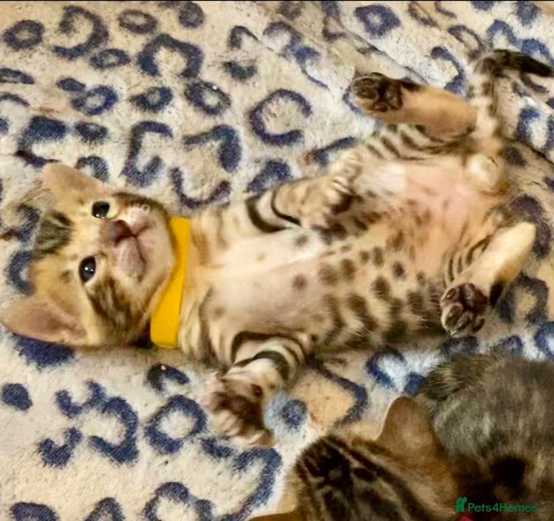 Bengal cats for sale: ⭐️ 1 LEFT!! - STUNNING TICA REG BENGAL CUBS ⭐️ - Image 14