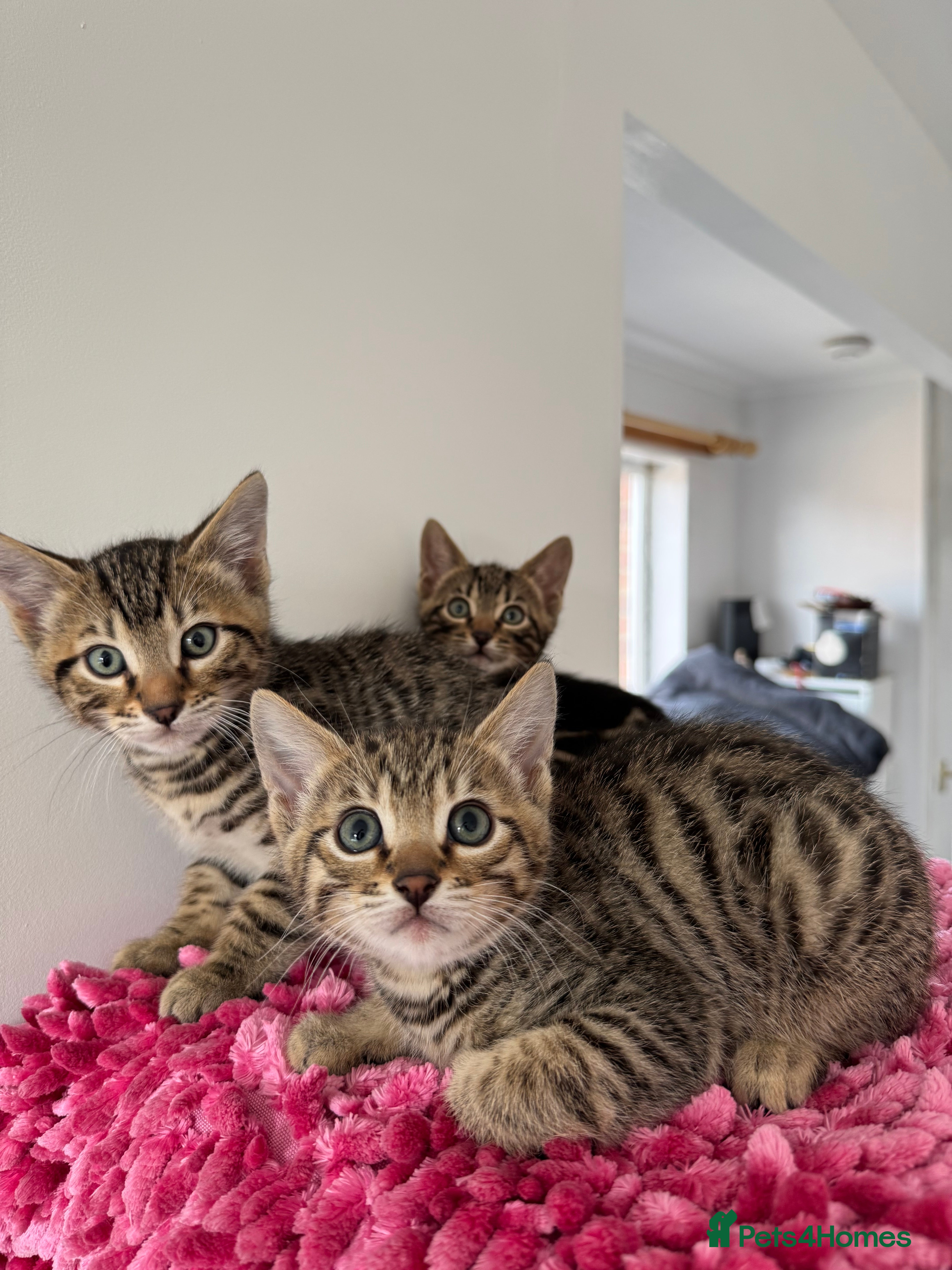 Mixed Breed cats TICA Registered Bengal x Russian Blue Kittens - Advert 3