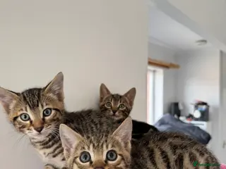 Mixed Breed cats TICA Registered Bengal x Russian Blue Kittens - Advert 2